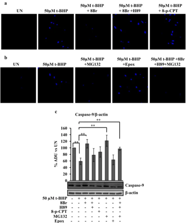 Fig. 9 b shows the acetylation status of OPA1. The OPA1 was immunoprecipitated from untreated cells, t-BHP-treated cells and pretreated cells with 8-Br-cAMP or MG132