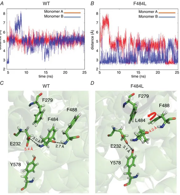 Figure 7. Analysis of hydrogen bond interactions occurring in WT and F484L dimers