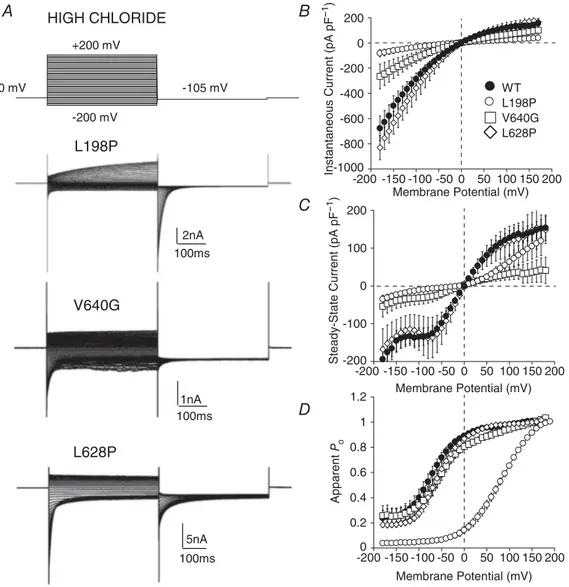 Figure 8. Functional characteristics of L198P, V640G and L628P hClC-1 channels in high intracellular chloride