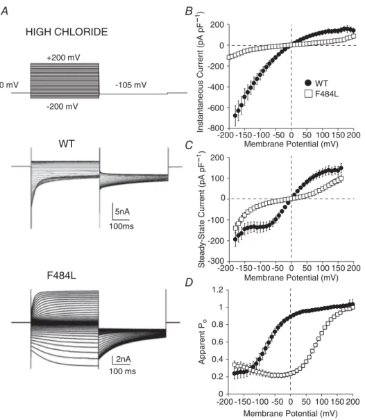 Figure 2. Functional characteristics of WT and F484L hClC-1 channels in high intracellular chloride