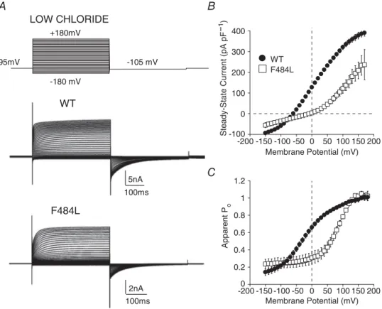 Figure 3. Functional characteristics of WT and F484L hClC-1 channels in low intracellular chloride