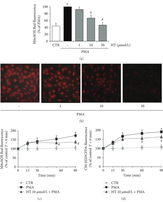 Figure 2: Eﬀects of HT on PMA-induced intracellular ROS and mitochondrial superoxide production
