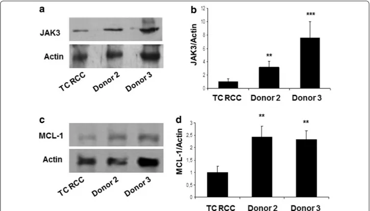 Fig. 2  RCC-reactive CD8 +  T cells from patient TC exhibit reduced levels of Jak3 and MCL-1 proteins