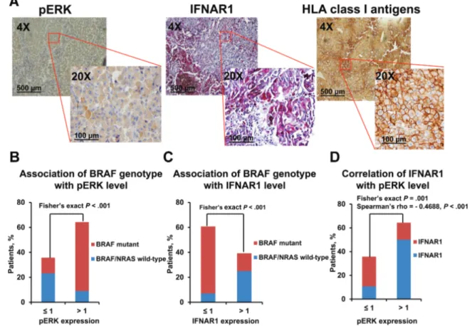 Figure 1.  Association of IFNAR1 downregulation with ERK activation in BRAF-mutant primary melanoma tumor biopsies from treatment-naive patients