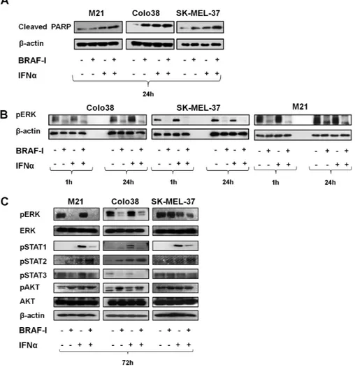 Figure 4.  Mechanisms underlying the enhancement by BRAF-I of the antiproliferative and pro-apoptotic activity of IFNα in BRAF V600E  melanoma cell lines