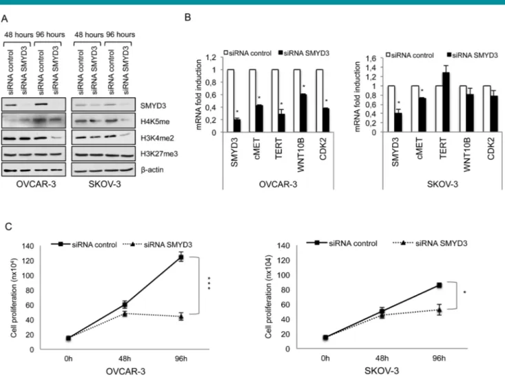 Fig. 7. SMYD3 is required for proper ovarian cancer cell growth. (A) SMYD3 genetic ablation in ovarian cancer cell models decreases the global level of targeted histone methyl marks [H3K4me2 and H4K5me] without affecting a non-targeted methyl mark [H3K27me