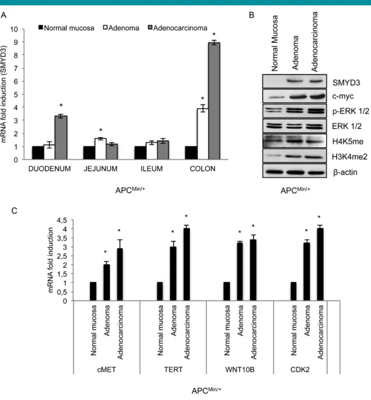 Fig. 1. SMYD3 is upregulated during colorectal tumorigenesis (A) SMYD3 mRNA expression increases during transition from normal to tumor colon mucosa in APC Min/þ mice