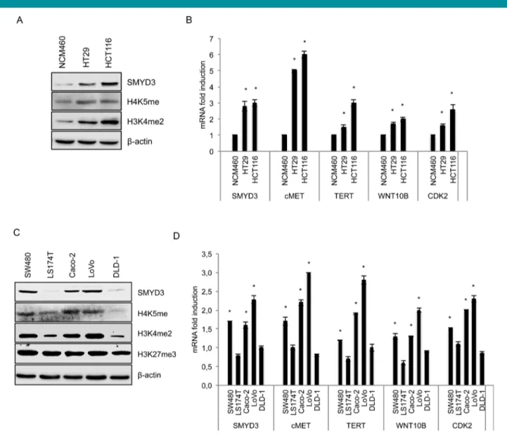 Fig. 2. SMYD3 shows high levels of expression in CRC cell lines. SMYD3 protein (A, C) and mRNA (B, D) expression is enhanced in several human CRC cell lines