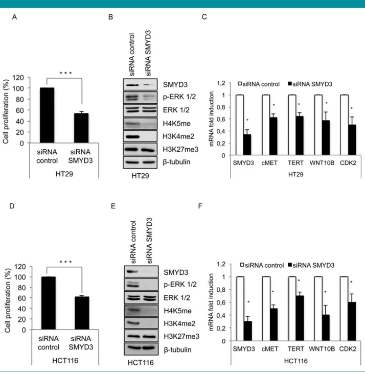 Fig. 3. SMYD3 is required for proper cancer cell growth. In HT29 (A, B, C) and HCT116 (D, E, F) CRC cell lines, SMYD3 inhibition by RNAi impairs cell proliferation (A, D), decreases the level of targeted histone methyl marks [H4K5me, H3K4me2] and ERK 1/2 a