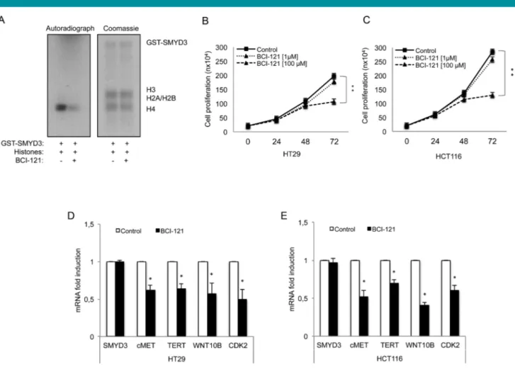 Fig. 5. BCI-121 inhibits SMYD3 activity in vitro and in CRC cell models and affects cell proliferation