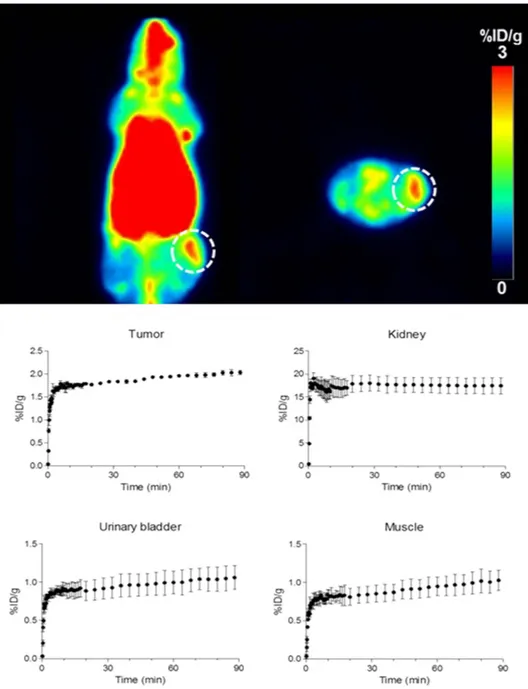 Figure 6.  Representative coronal and axial PET images summed between 40 to 60 min of [ 18 F]CB251 in  a U87-MG tumour-bearing nude mouse (upper) and in vivo biodistribution of [ 18 F]CB251 in tumour,  kidney, bladder and muscle using PET image ROI-derived