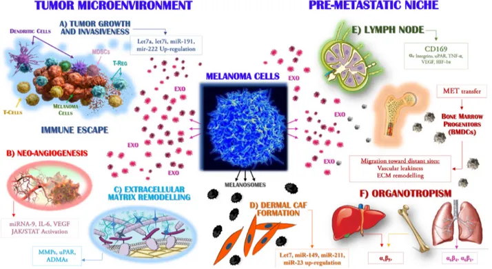 Figure 2: Exosomes drive the metastasis of melanoma cells.  Primary melanoma cells produce Exo that are able to target distinct  populations, both within the tumor microenvironment (left) and at distant sites where they participate to the pre-metastatic ni