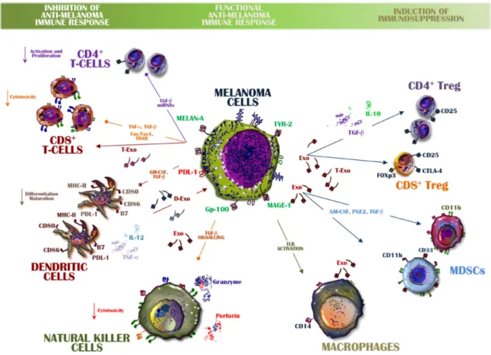 Figure 3: Exosomes from melanoma cells balance immune system activity.  A functional anti-melanoma immune response is 