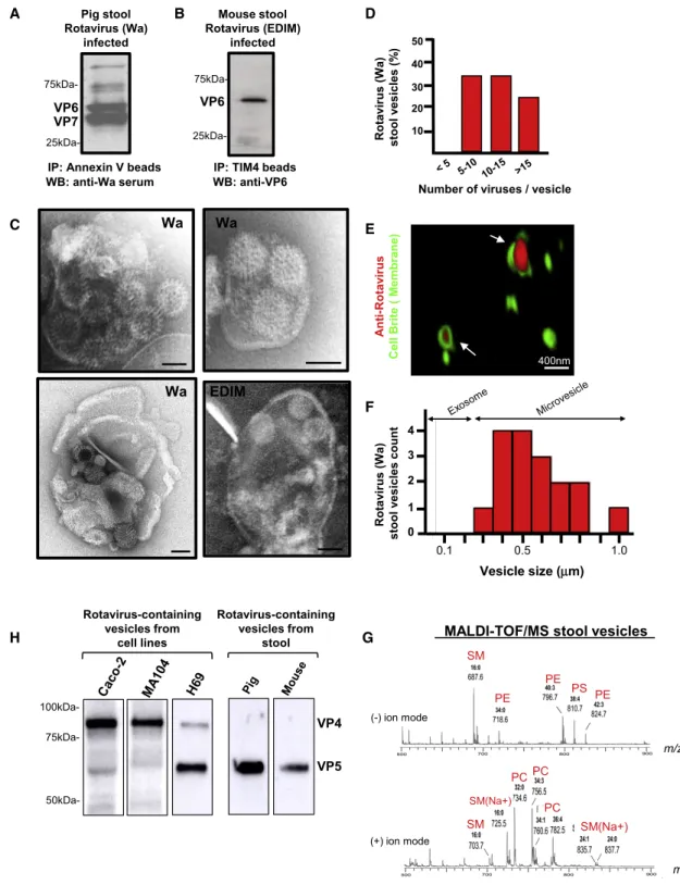 Figure 2. Infectious Rotavirus-Containing Large EVs Are Found Shed in Stool