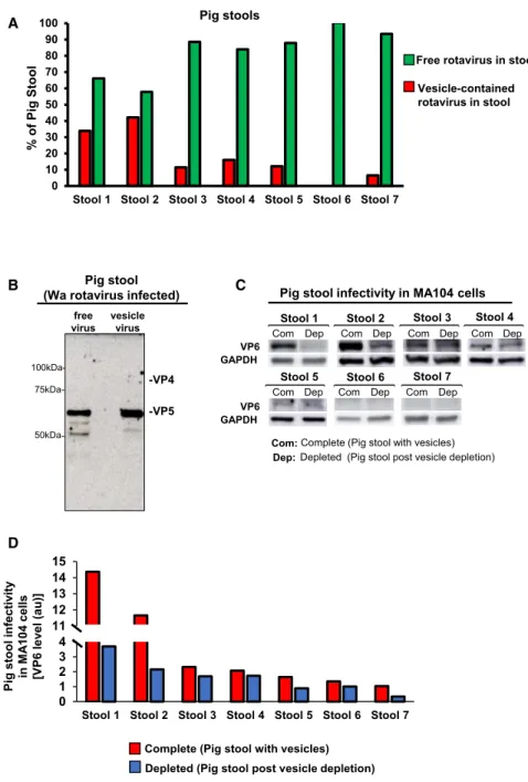 Figure 4. Vesicle-Contained Rotaviruses from Stool Are More Infectious Than Free Stool Rotaviruses In Vitro