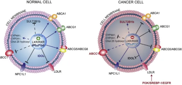 Figure 3. LXR Transcriptome in Normal and Cancer Cell