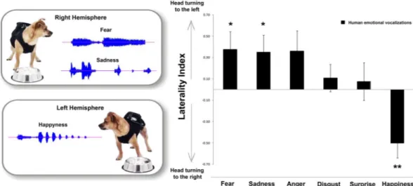 Figure 1.  Head orienting response to different vocalizations. Laterality index for the head-orienting response 