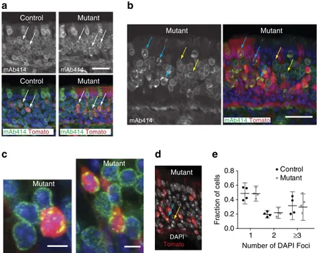 Figure 2 | Nuclear architecture and organization of Lmnb1  /  cells. (a) Distribution of nuclear pore complexes by antibody staining with mAb414,