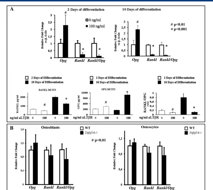 Fig. 6. (A) mRNA levels of Rankl, Osteoprotegerin (Opg), and Rankl/Opg ratio are reported for MC3T3 (seeded 15,000/cm 2 ) cultured in osteogenic medium