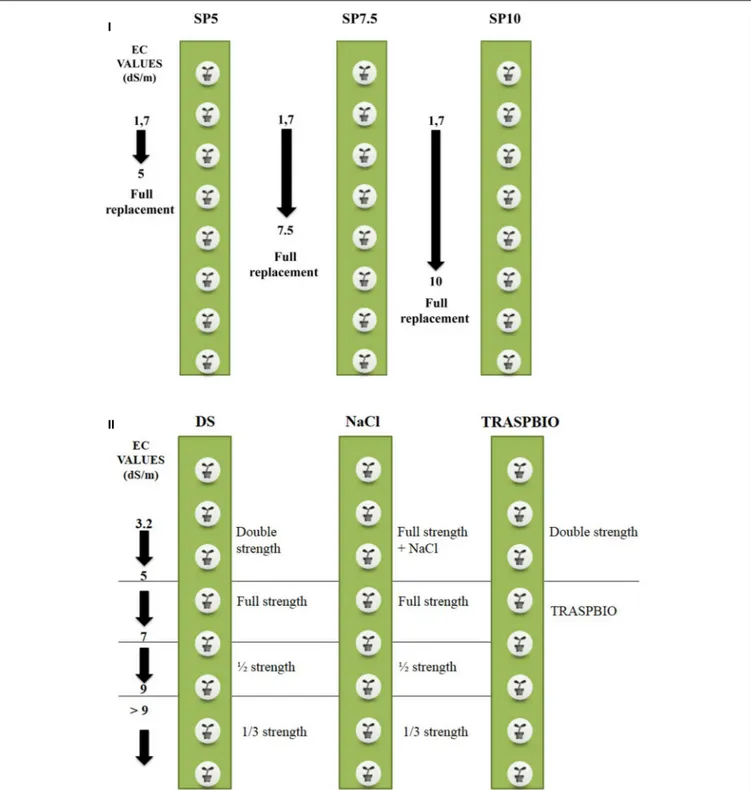 FIGURE 1 | Scheme of the experimental treatments and management of nutrient solution (NS) for the first (I) and second trial (II)