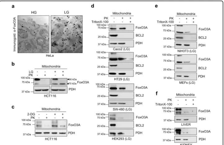 Fig. 1 FoxO3A accumulates into the mitochondria in metabolically stressed cell lines and normal tissues