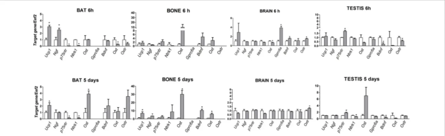 FIGURE 1 | mRNA levels of Ucp-1, Ngf, Ngfr (p75ntr), Ntrk1, Bdnf, Oxt, Oxtr, Bglap(Ost) and Gprc6a genes in bone, brain, BAT and testis in mice following 6 h and 5 days of cold stress
