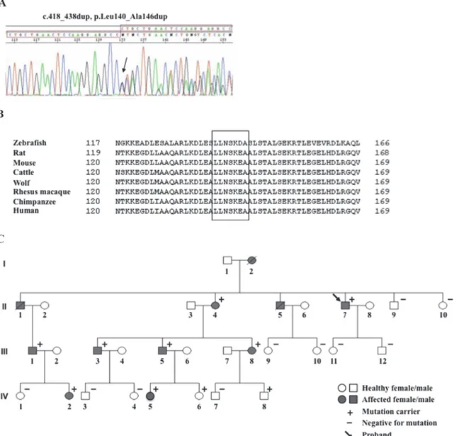 Fig 1. Family pedigree and mutation identification. (A) Electropherogram of the LMNA gene variant