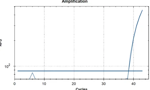 Fig 1. Assessment of the specificity of qPCR assay in the detection of Onchocerca lupi DNA