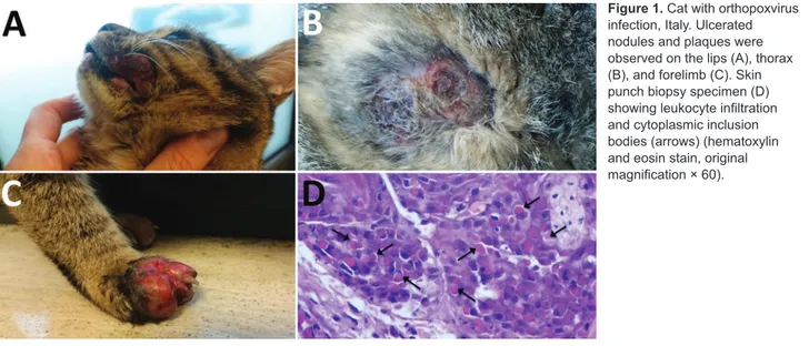 Figure 1. Cat with orthopoxvirus 