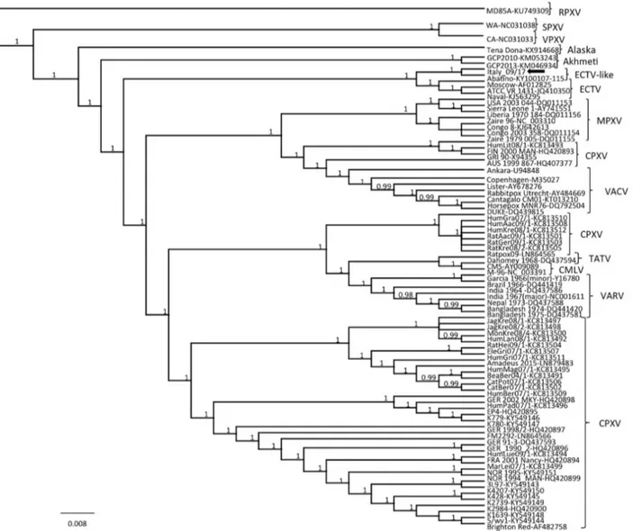 Figure 3. Phylogenetic relationship of extant orthopoxviruses with a feline poxvirus isolated from a cat, Italy