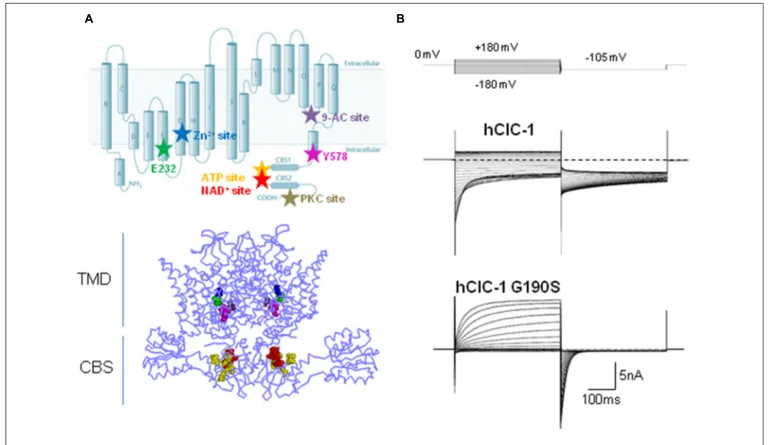 FIGURE 1 | Structure, function, and modulation of hClC-1 channels. (A) Upper panel, diagram showing residues relevant for ClC-1 channel gating, E232 (green) and Y578 (magenta), and putative binding sites for Zn 2+ (C277, blue), 9-AC (S537, violet), ATP (V6