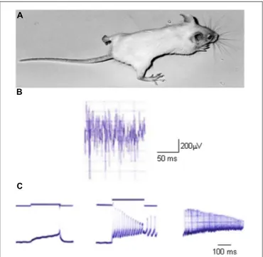 FIGURE 2 | An animal model of myotonia congenita. (A) Picture of a homozygous adr/adr mouse carrying a loss-of-function mutation in the clcn1 gene, and showing stiffness in the hindlimb