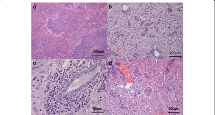 Fig. 3 Study 1. a Spleen. Hyperplasia with hyalinosis, extramedullary haematopoiesis at 30 dpi