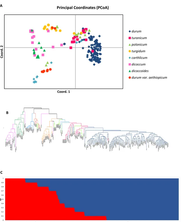 Fig 2. Genotypic data used to carry out a genome wide association study (GWAS). (A) Principal Coordinates Analysis (PCoA) plot of the first two components obtained from 90 K SNP iSelect for 230 tetraploid wheat accessions