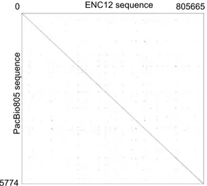 Figure 3.  Sequence comparison of the ENC12 domain versus WT. Dot plot matrix comparing PacBio805 