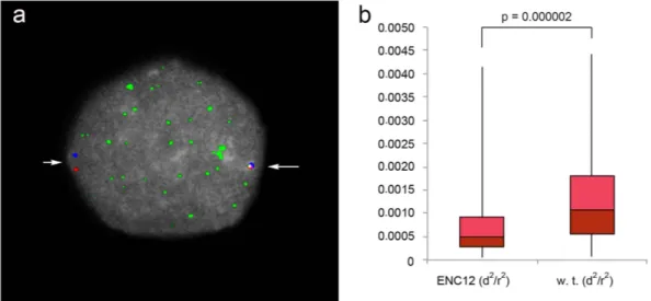 Figure 4.  ENC chromatin compaction. (a) Example of an immuno-FISH experiment on an interphase nucleus 