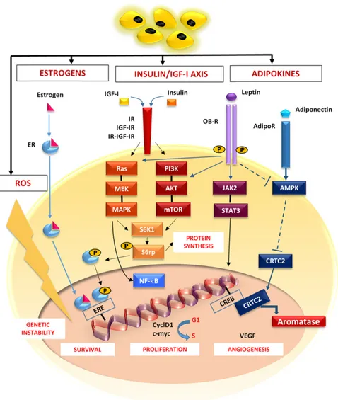 Figure 1. Molecular breast cancer (BC)-related pathways activated in obesity. In obese patients, estrogens, insulin, IGFs, and adipokines activate pathways shown to be deregulated in BC.The estrogen receptor complex migrates to the nucleus and binds the ER