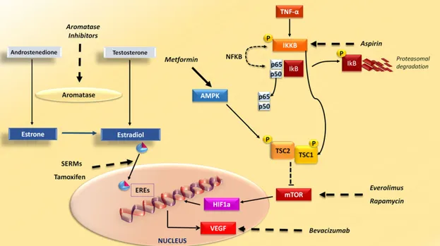 Figure 3. Drugs interfering with breast cancer (BC)- and obesity-related pathways. Drugs commonly used in BC, obesity, and diabetes interfere with intracellular signaling hyperactivation in BC