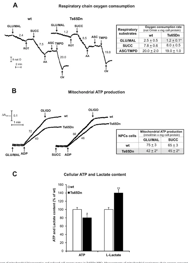Fig. 1. Impairment of mitochondrial bioenergetics and reduced cell energy status in Ts65Dn NPCs