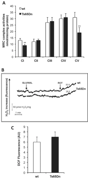 Fig. 2. Impairment of complex I and ATP synthase activities in Ts65Dn NPCs is not associated to ROS overproduction