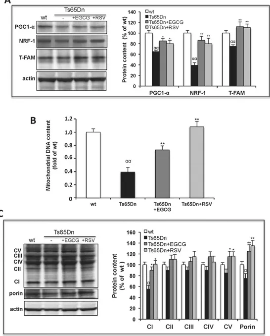 Fig. 4. EGCG and RSV activate mitochondrial biogenesis in Ts65Dn NPCs. Ts65Dn NPCs were incubated in the absence (Ts65Dn) or presence of either EGCG (Ts65Dn + EGCG) or RSV (Ts65Dn + RSV) for 24 h