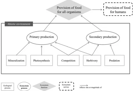 Figure 2. Example of ecological and ecosystem processes underpinning the food provision function