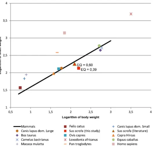 Fig 6. Logarithmic graph showing the evolution of the brain weight in function of the body weight of chosen mammal species