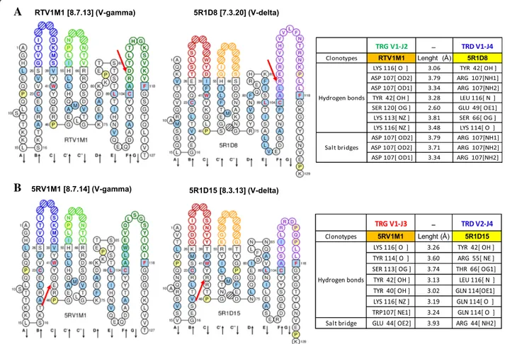 Fig. 6 Computationally inferred interaction between RTV1M1 V-gamma domain (TRGV1 – J2) and 5R1D8 V-delta domain (TRDV1-1 N – J4) (a) and between 5RV1M1 V-gamma domain (TRGV1 – J3) and 5R1D15 V-delta domain (TRDV2 – J4) (b) cDNA clonotypes