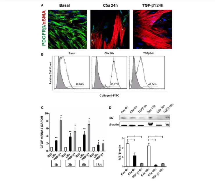 FigUre 7 | C5a induced PMT in vitro. Pericytes were incubated with C5a and TGF β1 for 24 h