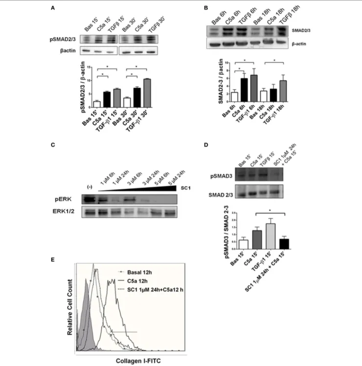 FigUre 9 | TGF β canonical pathway is activated by C5a and modulated by pERK. (a) Western blot of pericytes stimulated by C5a and TGFβ