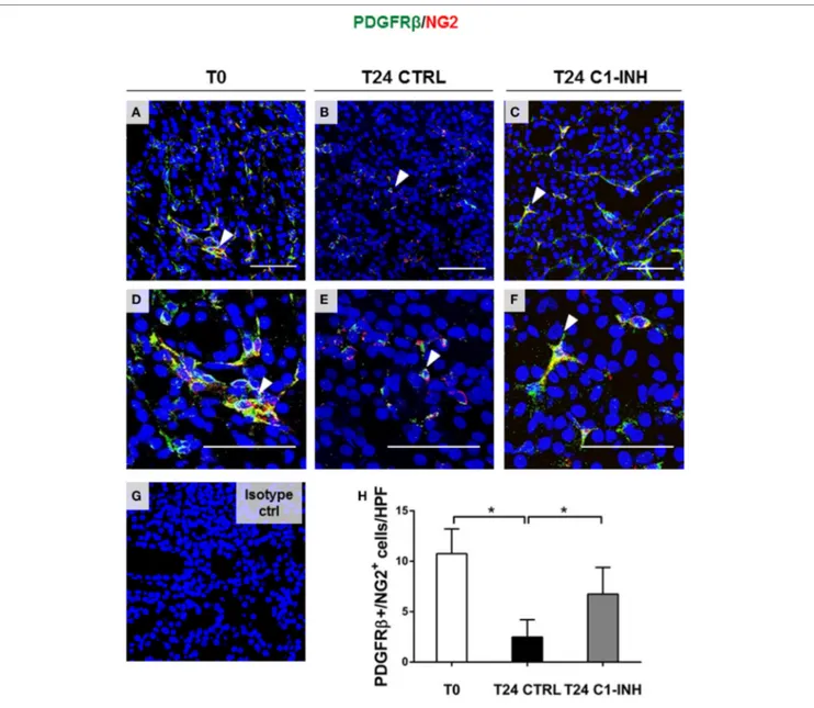 FigUre 2 | C1-INH preserved phenotype of double-positive PDGFR β/NG2 pericytes after I/R injury