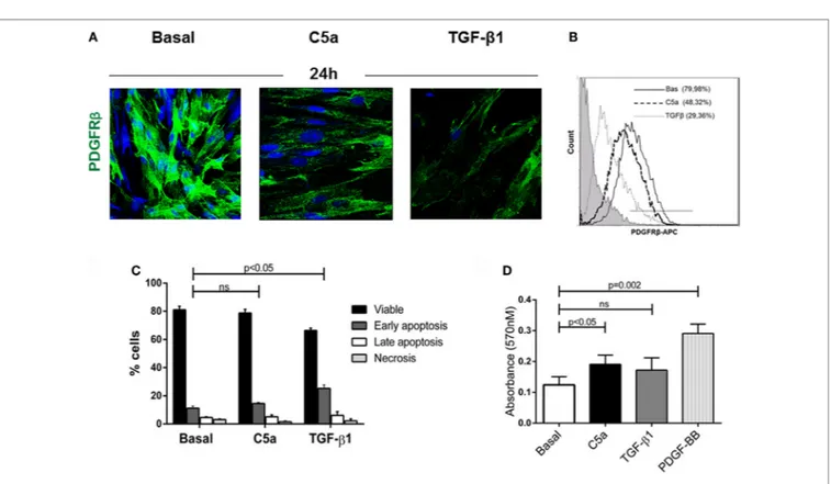 FigUre 6 | C5a induced PDGRF β downregulation without affecting pericyte viability. (a) Immunofluorescence analysis showed the downregulation of PDGRβ   after 24 h of treatment with C5a compared to basal