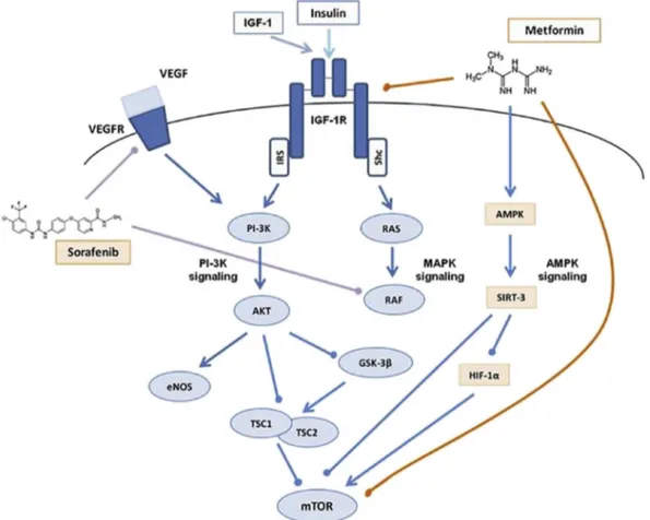 Fig. 3. Mechanisms of action of sorafenib and metformin along different pathways with major downstream effects.