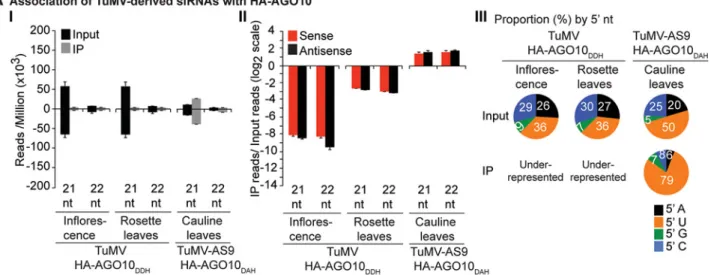 Fig 5. Profile of endogenous and TuMV-derived siRNAs in plants expressing HA-AGO10. Labels are as in Fig